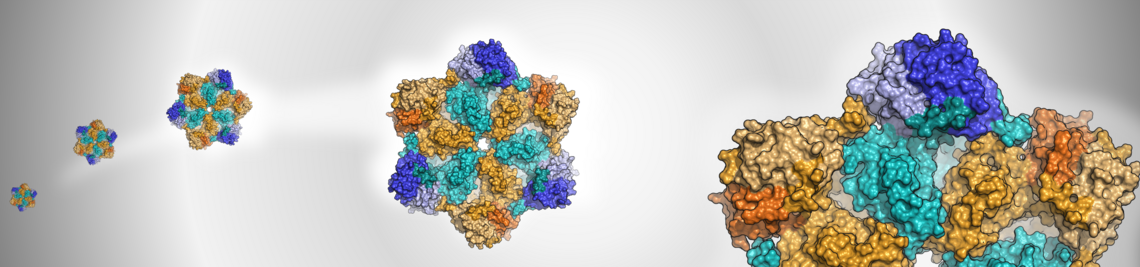 Structure of AAA+ ATPase p97 (PDB 5C1B) (Image: Natalia Yuan Chen)